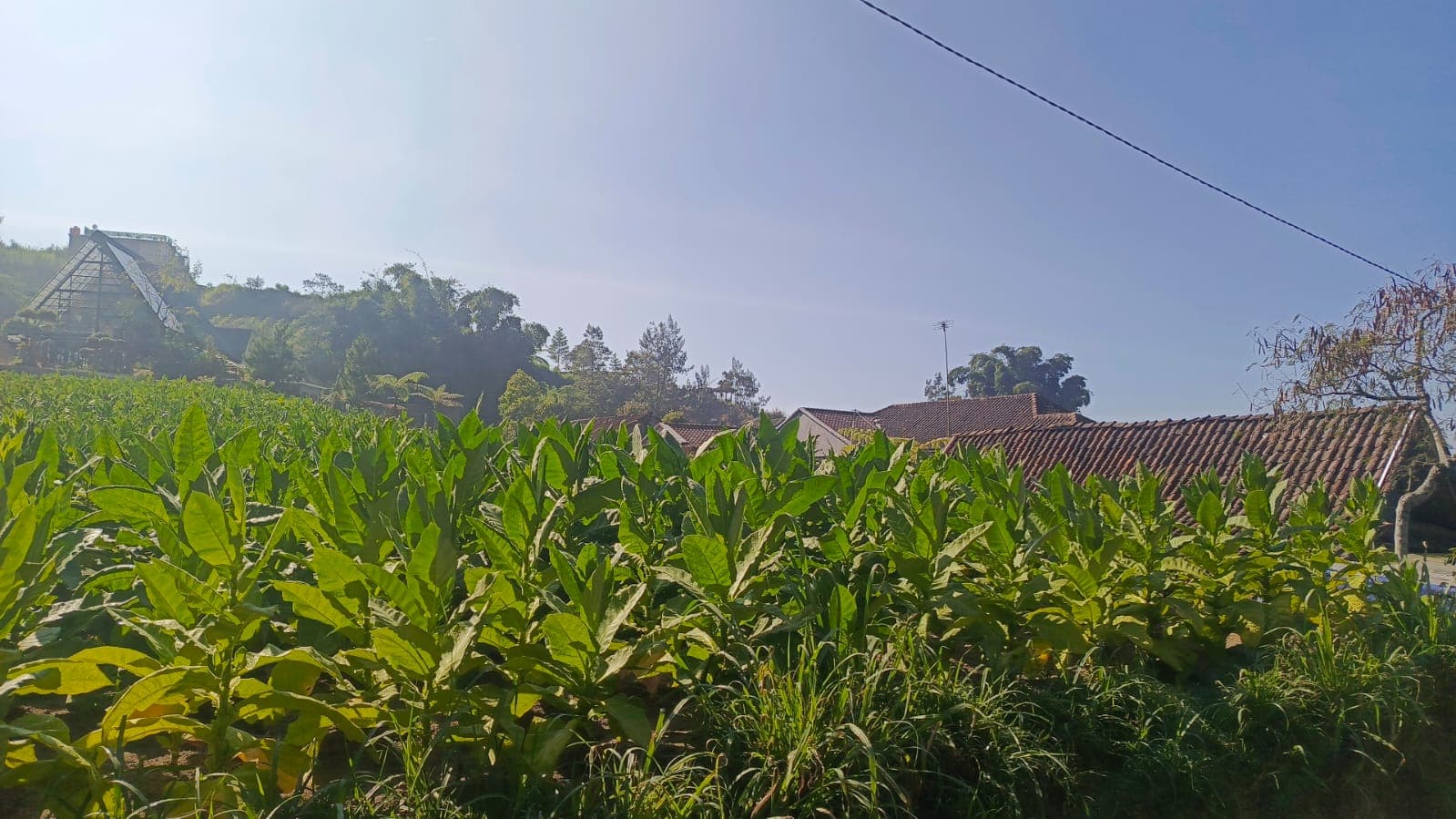 Lahan pertanian hortikultura Desa Samiran
