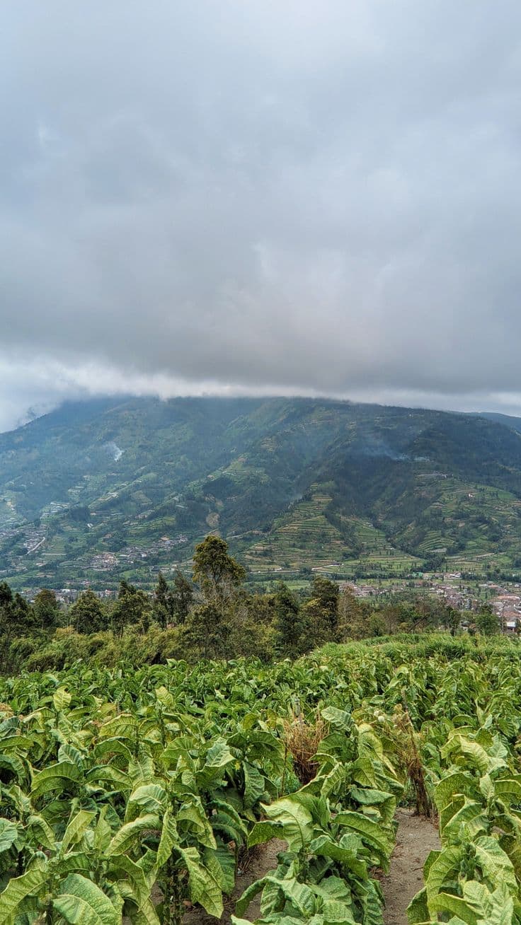 Sektor Pertanian Desa Samiran